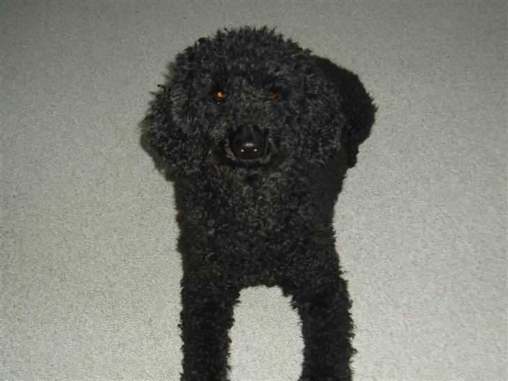 Dværgpuddel Chili - der er noget deroppe et sted! billede 3