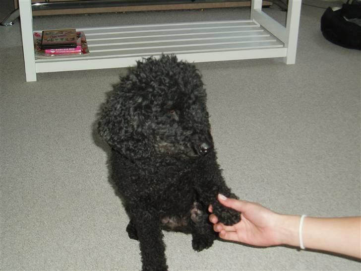 Dværgpuddel Chili - se hvor dygtig jeg er !!!! billede 4