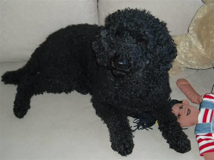 Dværgpuddel Chili - jeg slapper bare af.... billede 5