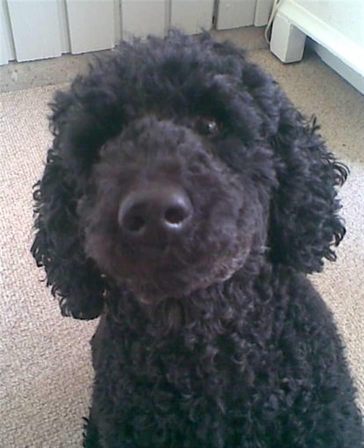 Dværgpuddel Chili - hvad sker der her???? billede 6