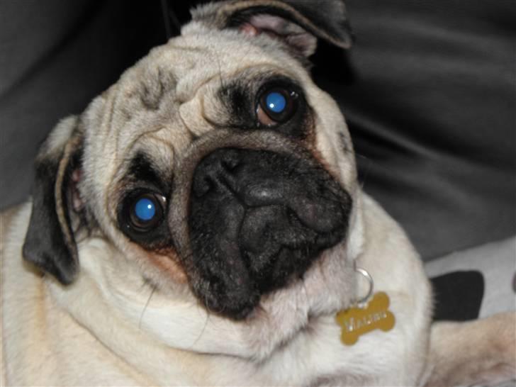 Mops Malibu billede 15