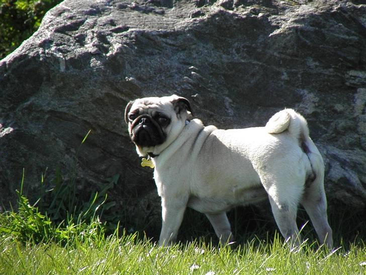 Mops Malibu billede 16