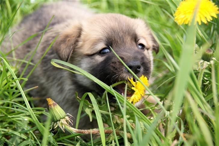 Islandsk fårehund Fala - 5 uger gammel. billede 6