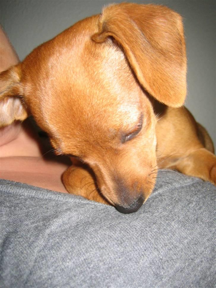 Blanding af racer Bailey billede 6