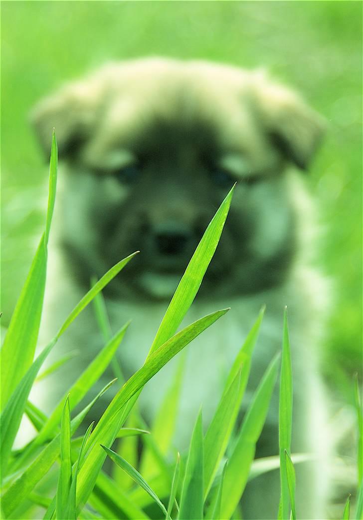 Islandsk fårehund Fala - 5 uger gamle Fala og en masse græs :) billede 8