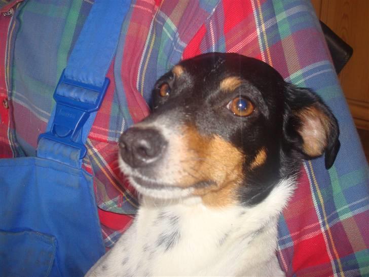 Dansk svensk gaardhund kejsa ( min morfars ) - flot hoved billed ;D billede 17