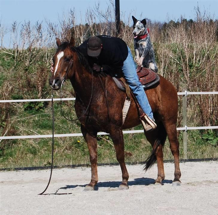 Australsk cattledog Archi - "er du snart klar så vi kan komme videre" billede 14