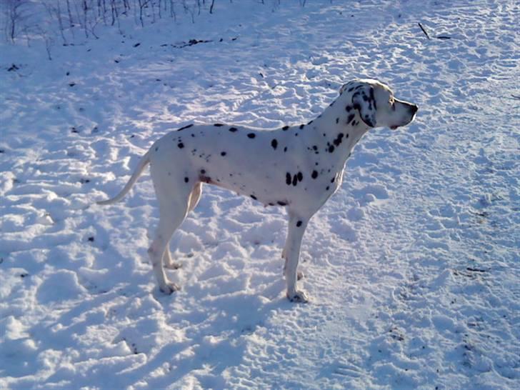 Dalmatiner Zoffi - zoffi - februar 2009 billede 5