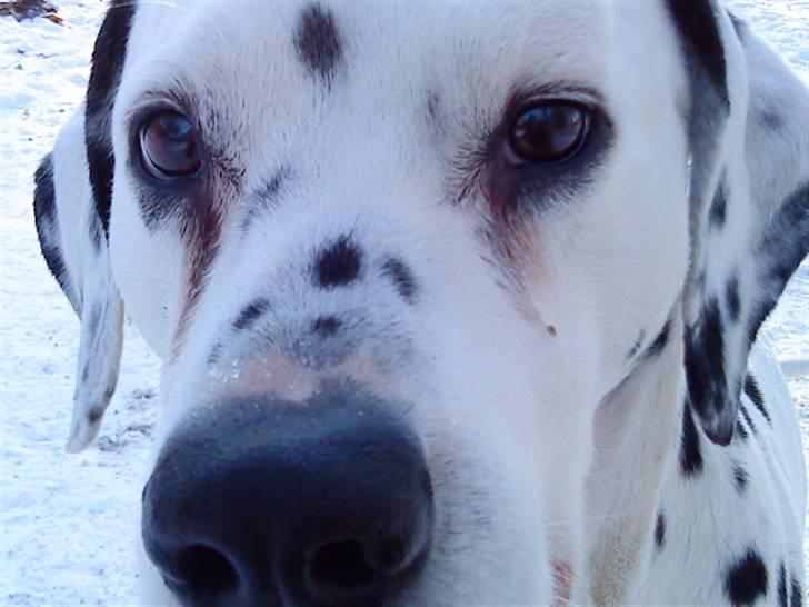Dalmatiner Zoffi - zoffi - februar 2009 billede 6