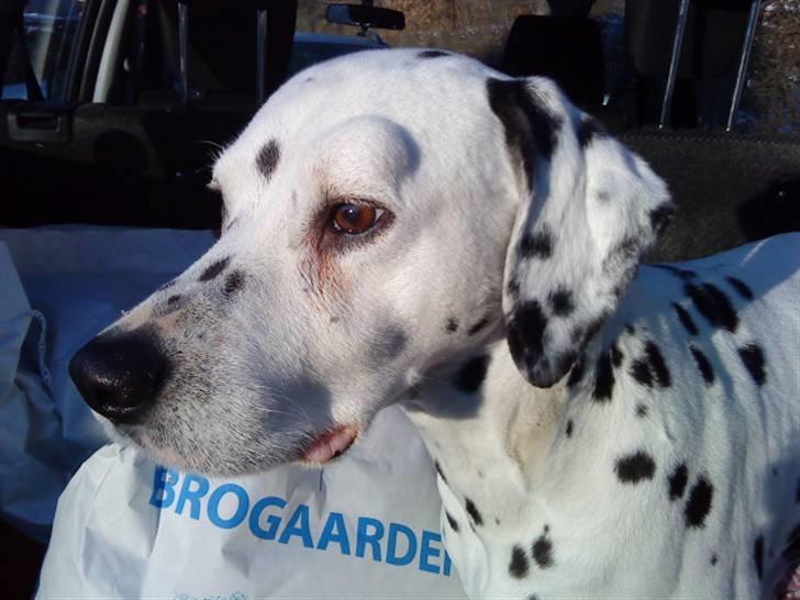 Dalmatiner Zoffi - zoffi - februar 2009 billede 7