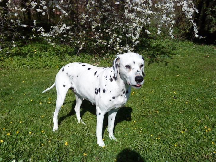 Dalmatiner Zoffi - zoffi - Bernstroffsparken maj 2009 billede 8