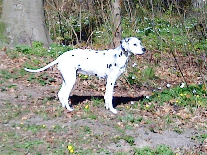Dalmatiner Zoffi - zoffi - Bernstroffsparken maj 2009 billede 9