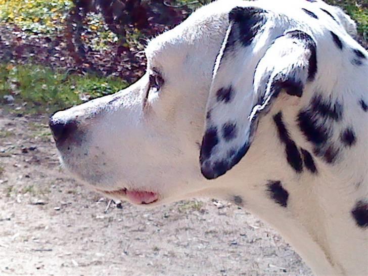 Dalmatiner Zoffi - zoffi - Bernstroffsparken maj 2009 billede 10