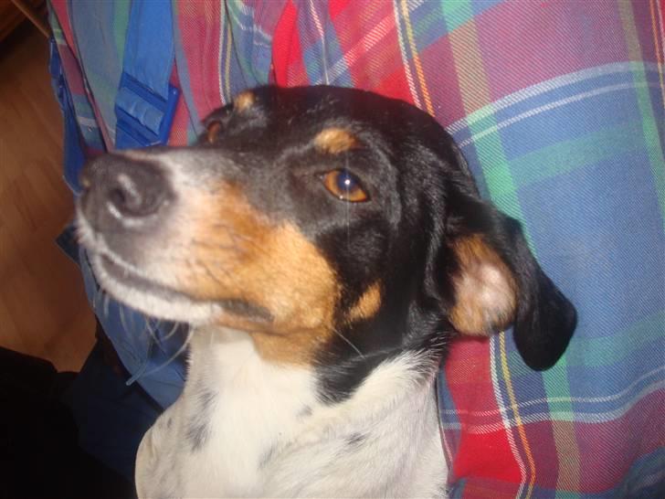 Dansk svensk gaardhund kejsa ( min morfars ) - et andet hoved billed =) billede 18