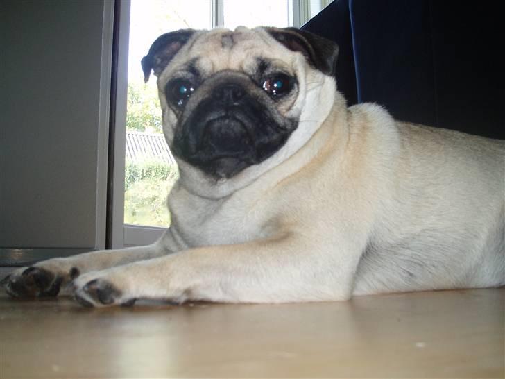 Mops Fiona billede 1