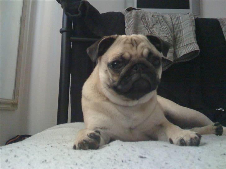 Mops Fiona billede 2