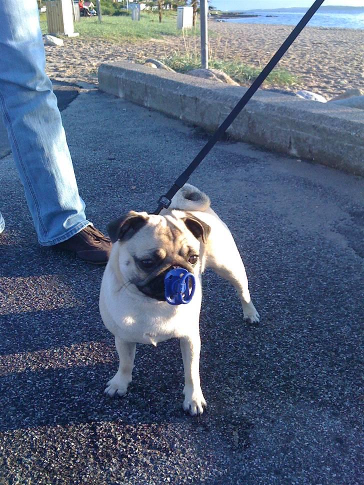 Mops Fiona billede 3