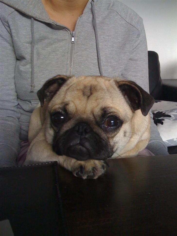 Mops Fiona billede 4