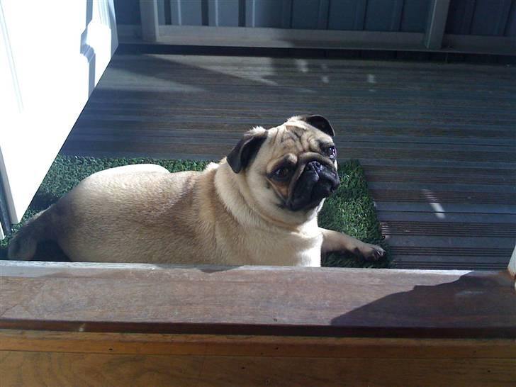 Mops Fiona billede 5