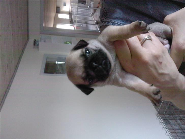 Mops Fiona billede 6