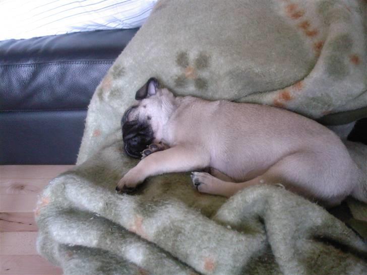 Mops Fiona billede 7