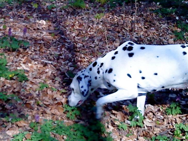 Dalmatiner Zoffi - zoffi - Bernstroffsparken maj 2009 billede 12