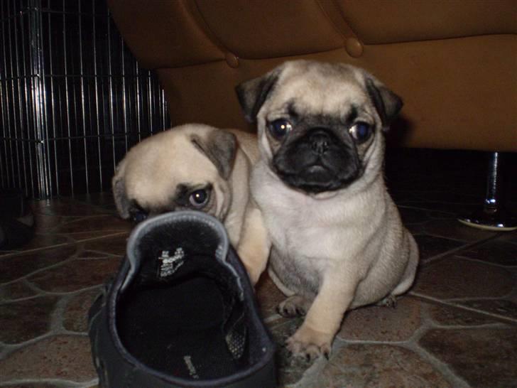 Mops Fiona billede 8