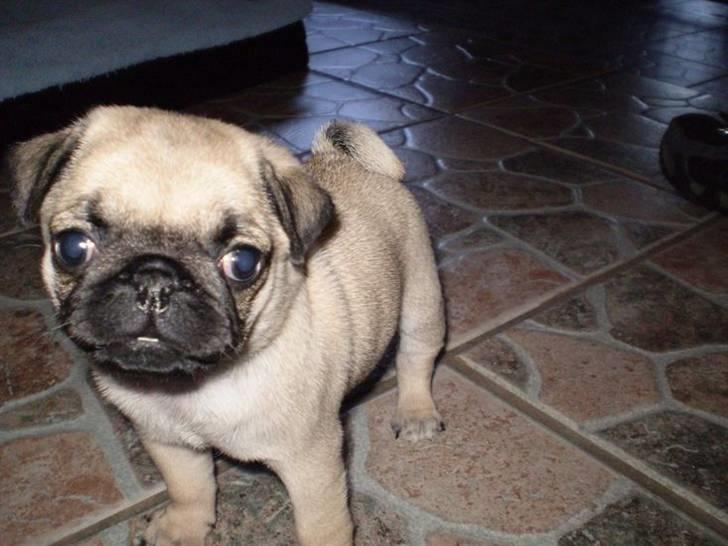 Mops Fiona billede 9