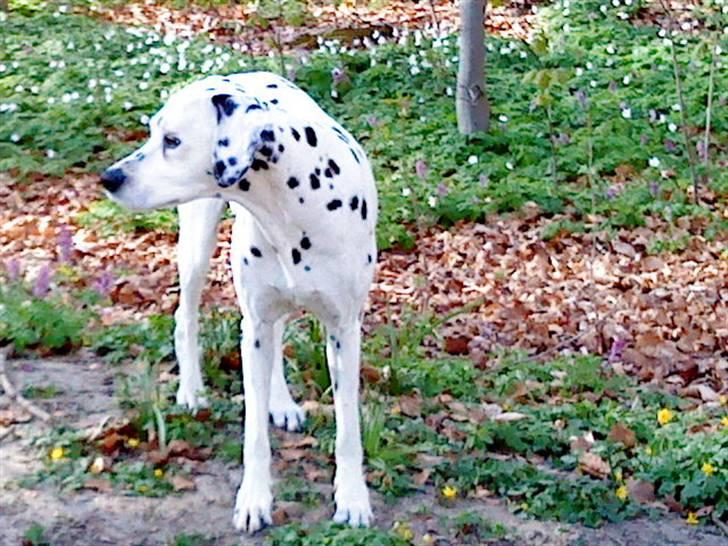 Dalmatiner Zoffi - zoffi - Bernstroffsparken maj 2009 billede 13