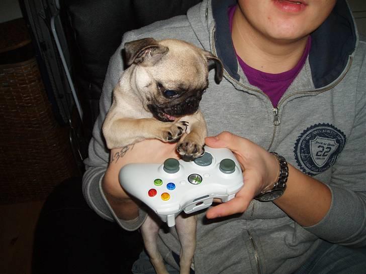 Mops Fiona billede 10