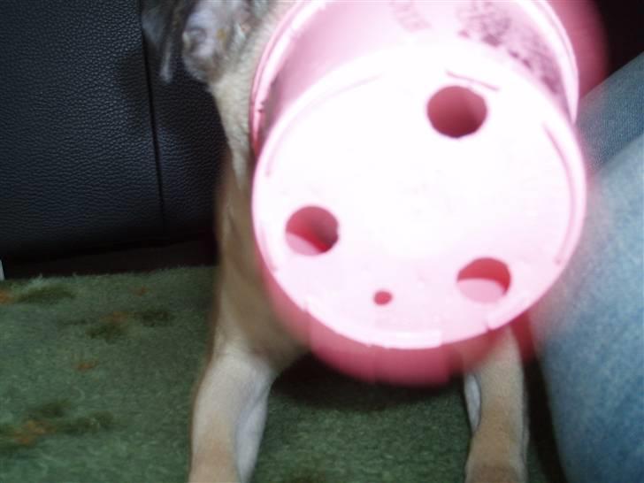 Mops Fiona billede 11