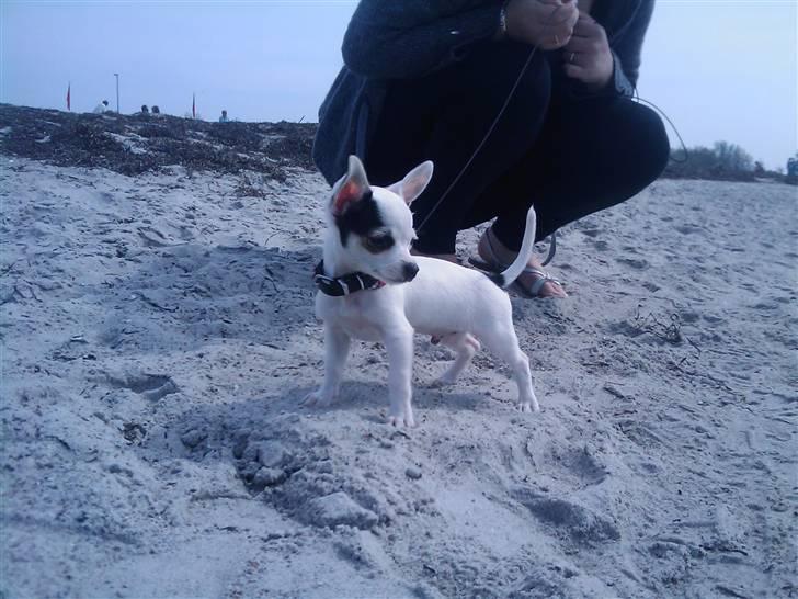 Chihuahua Lucas billede 7