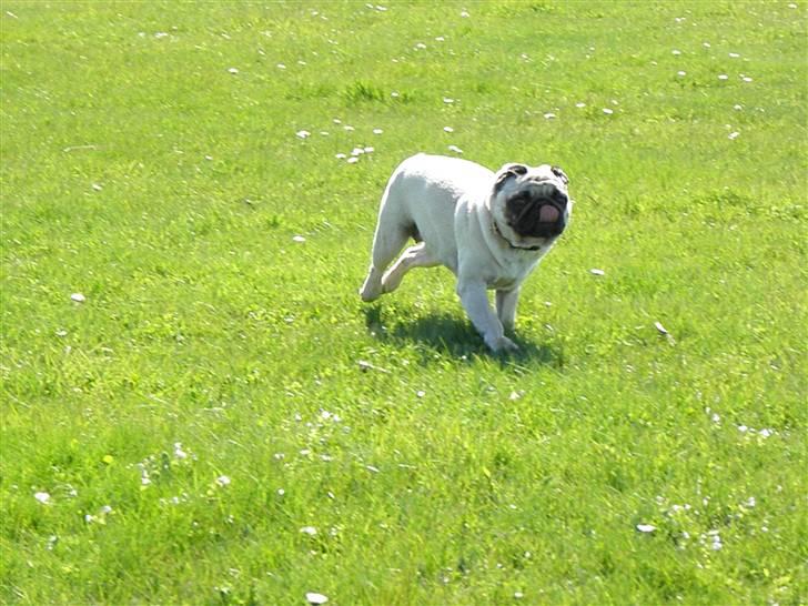 Mops Malibu billede 17