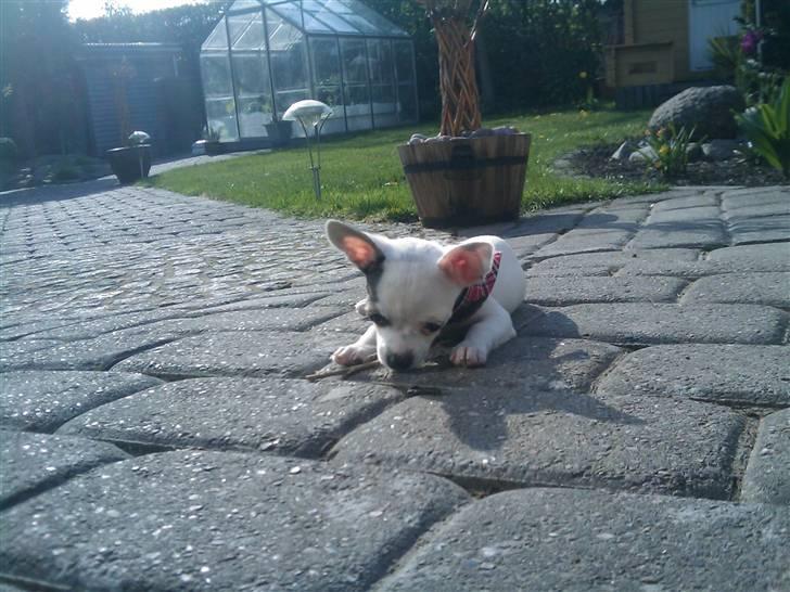 Chihuahua Lucas billede 8