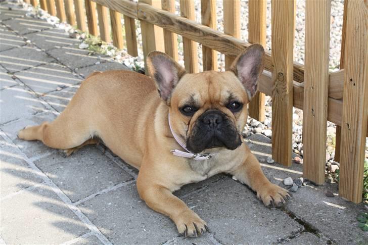 Fransk bulldog Frida - d. 26/4-09  billede 18
