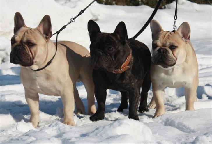 Fransk bulldog Chaque Chameur - Farfar Leibøll´s Xerxes (Victor), Far Arnold og søn Chaque Charmeur (Charlie) billede 5