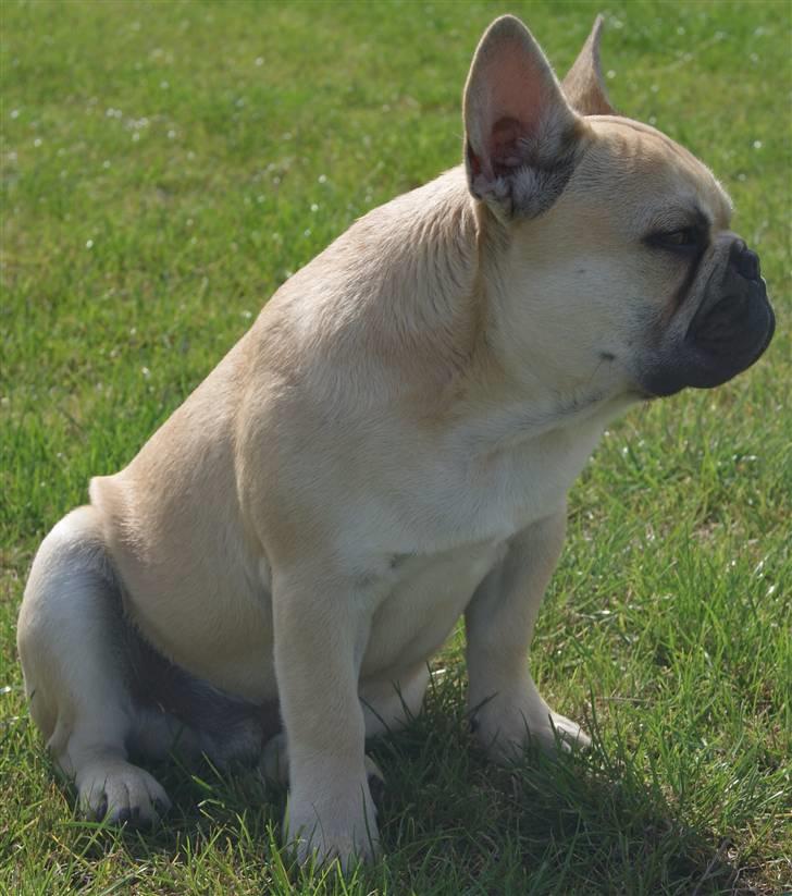 Fransk bulldog Chaque Chameur - 5½ mdr gammel... se hvor stor jeg er blevet:-) billede 9