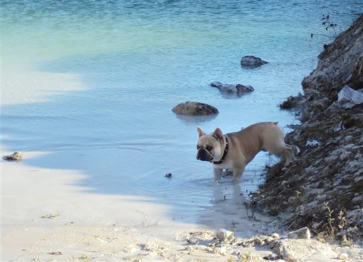 Fransk bulldog Chaque Chameur - Faxekalkbrud d. 22/10-10 billede 15