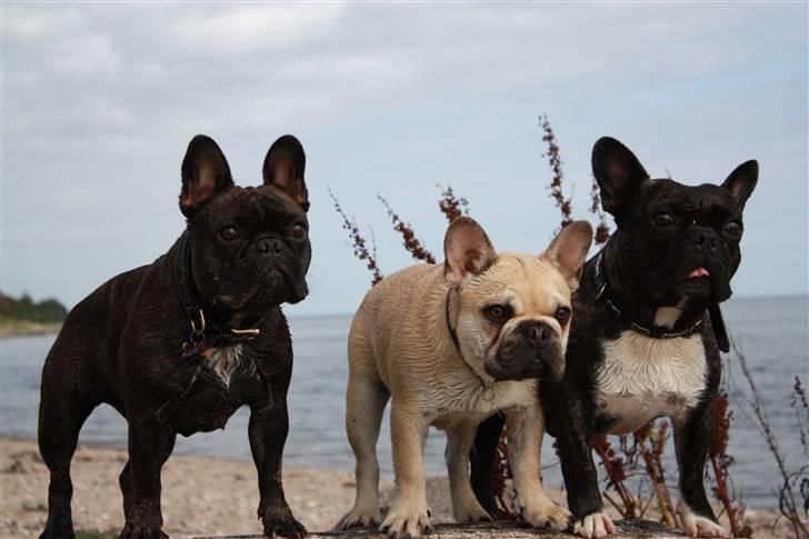Fransk bulldog Chaque Chameur - her er jeg på stranden med Ozzy og vores veninde Abby:-) billede 17