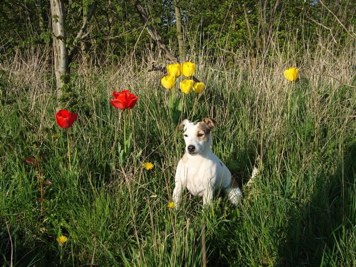 Jack russell terrier Mikki billede 10