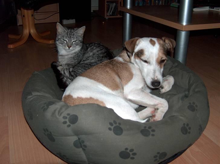 Jack russell terrier Mikki billede 11