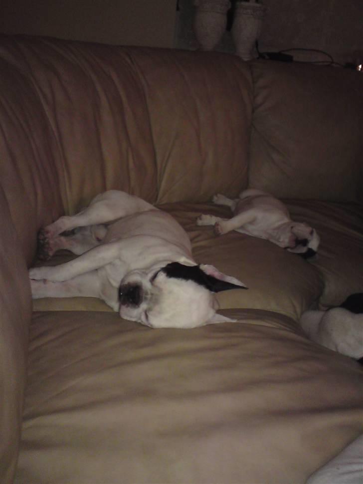 Fransk bulldog Chleo billede 10