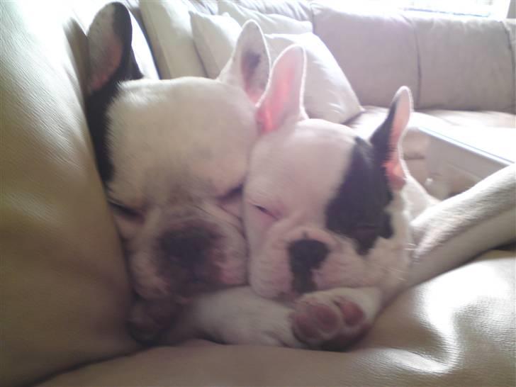 Fransk bulldog Chleo billede 11