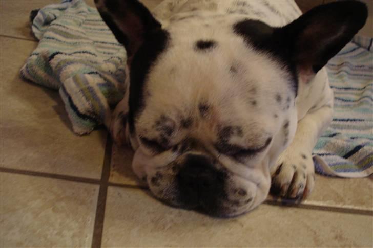 Fransk bulldog Gandorf  - En meget træt Gadorf billede 9