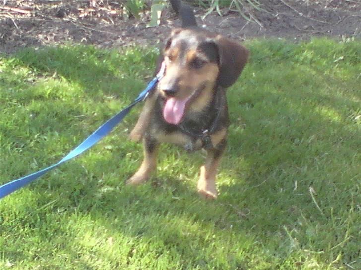 Gravhund Futte / Moster´s hund billede 2