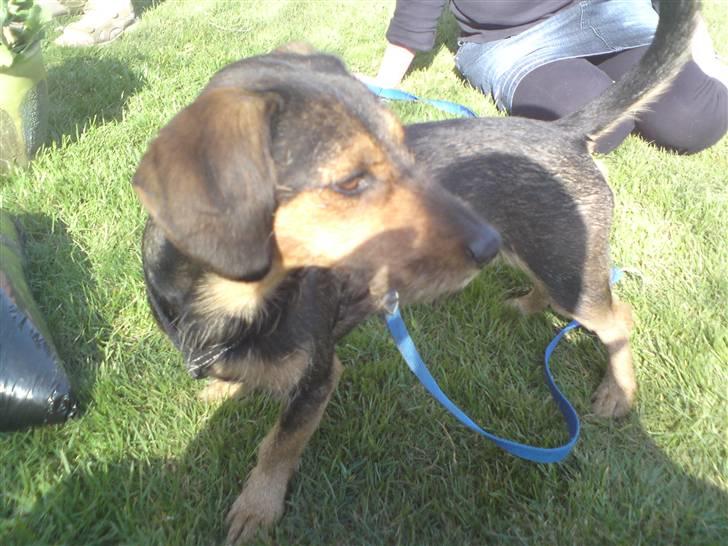 Gravhund Futte / Moster´s hund billede 4