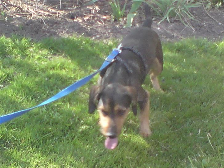 Gravhund Futte / Moster´s hund billede 5