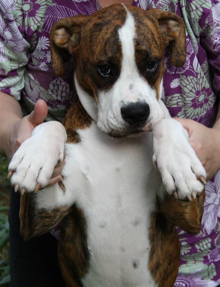 Blanding af racer Bella billede 4