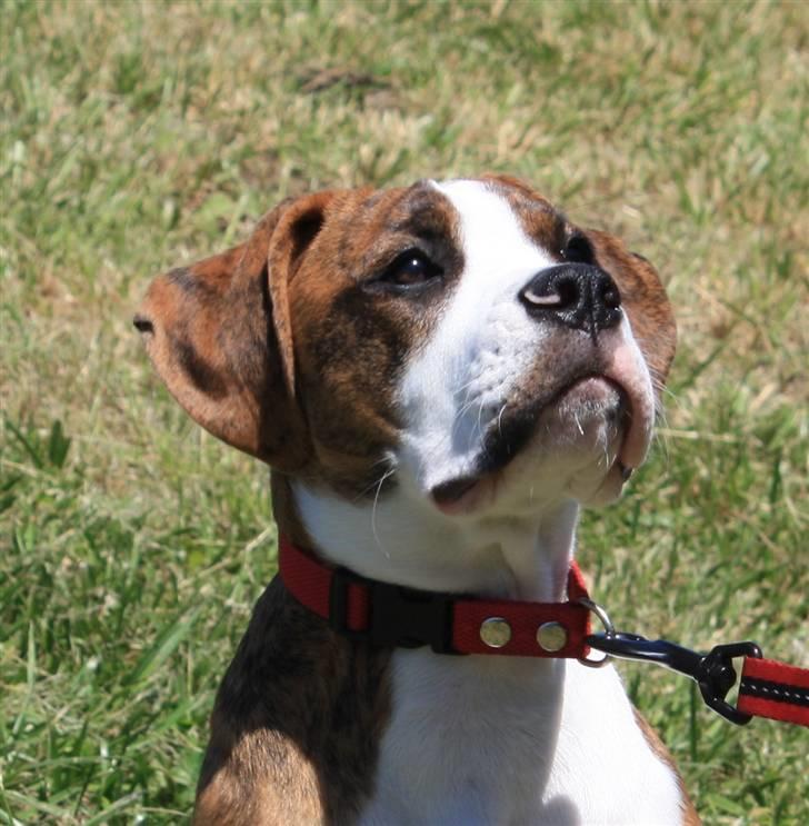 Blanding af racer Bella billede 5