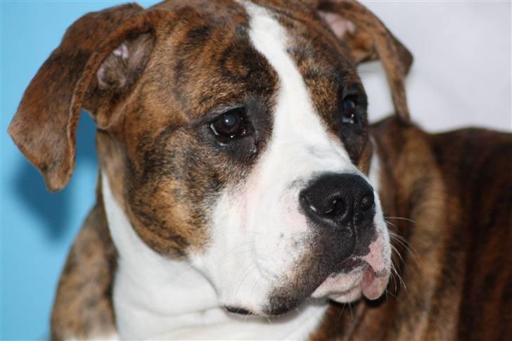 Blanding af racer Bella billede 6